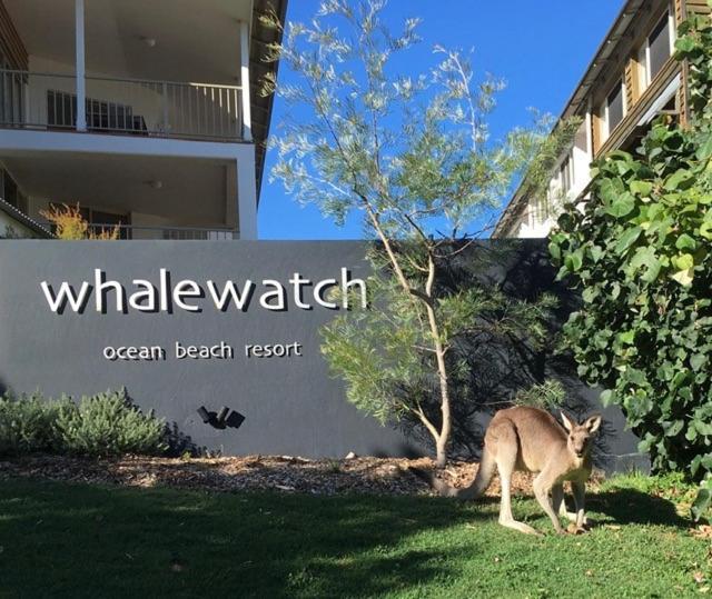 Whale Watch Ocean Beach Resort Point Lookout Dış mekan fotoğraf